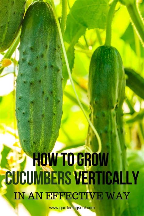 How To Grow Cucumbers Vertically In An Effective Way Garden Soil Herb