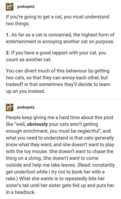 Cat Tumblr Posts And Threads Encompassing The Realities Of Cattitude In