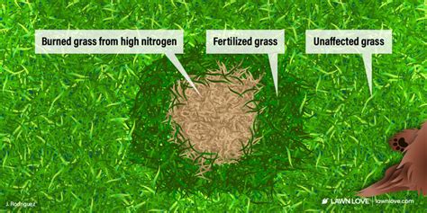 How To Prevent Dog Pee Damage On Your Grass Cohaitungchi Tech