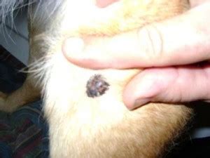 How common are cancers caused by inherited faulty genes? Types Of Dog Skin Cancer Pictures - Goldenacresdogs.com