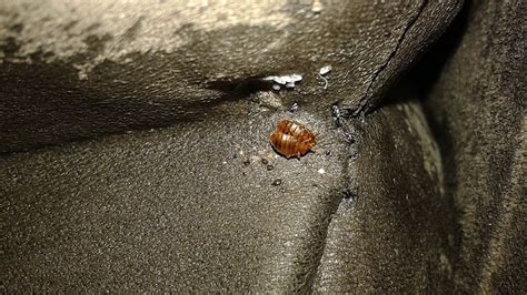 Burlingame Bed Bug Infested Furniture Removal Pro Junk Dispatch