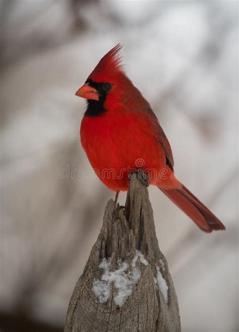 Male Northern Cardinal Cardinalis Cardinalis Perched On A Wood Stock