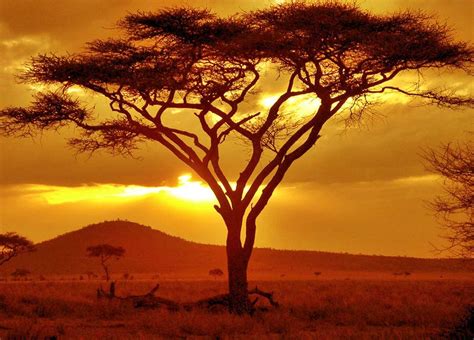 Acacia African Tree Acacia Tree Serengeti