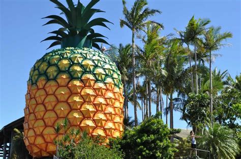 The Big Pineapple Brisbane Austrailia Erected 1971 Big Pineapple Pineapple Roadside