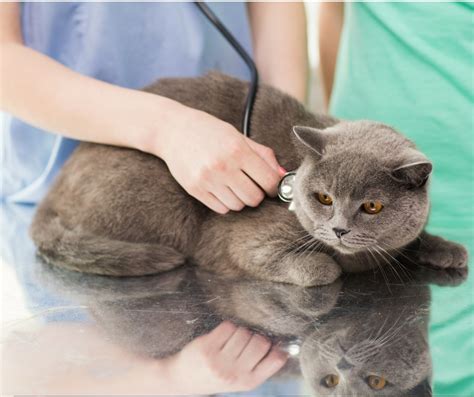 Less Stress More Purr How To Help Your Cat Have A Stress Free