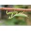 The Most Weird Insecta  Green Insect Mantis Leaf Plant Nature