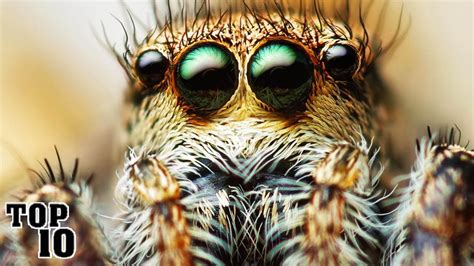 Scariest Bugs On Earth