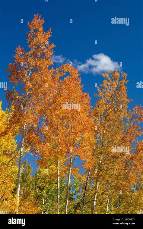 Orange And Yellow Aspen Leaves In Autumn Million Dollar Highway San