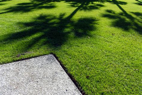 7 Best Grass For Shade In Texas Tips For Growing In Shady Spots