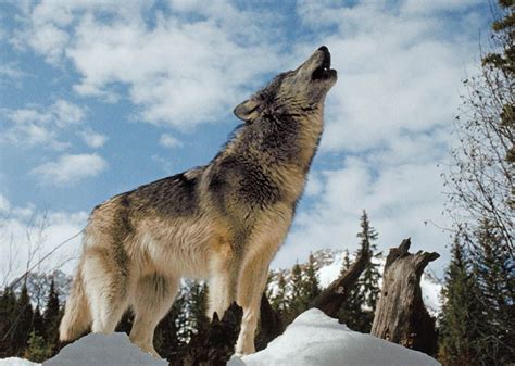 I thought you were a wolf?? Wolves: Fact and Fiction | National Geographic Society