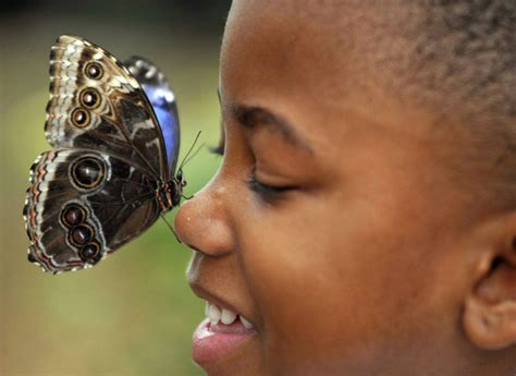 Natureplus Whats New At The Museum Sensational Butterflies Are In The House And On Some Noses