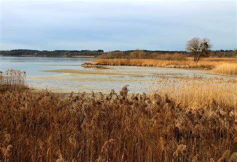 Free Images Landscape Coast Tree Water Horizon Swamp Wilderness