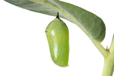 Best Monarch Butterfly Chrysalis Stock Photos Pictures And Royalty Free