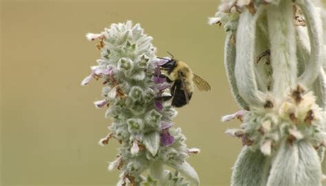 Orchard mason bees are native bees and super incredible pollinators. Flowers for Mason Bees | Garden Guides