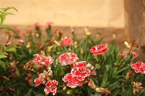 Anyelir Bunga Bunga Tanaman Foto Gratis Di Pixabay Pixabay