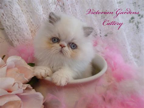 Chocolate point himalayan, seal point himalayan, lilac point himalayan, blue point himalayan, flame (red) point or cream point himalayan, tortie many himalayan cat breeders do not produce chocolates because of this. PERSIAN KITTENS FOR SALE - HIMALAYAN KITTENS FOR SALE