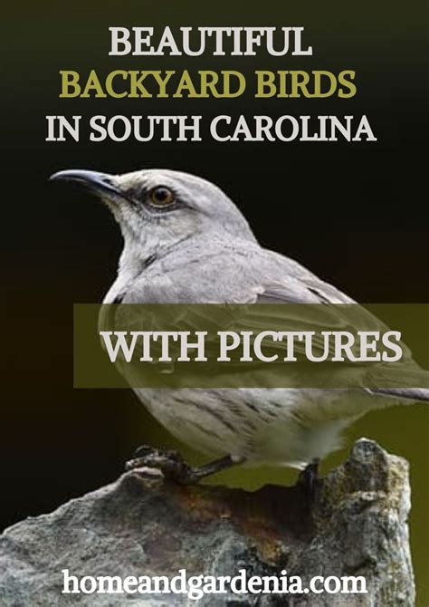 Beautiful Backyard Birds In South Carolina With Pictures In 2022