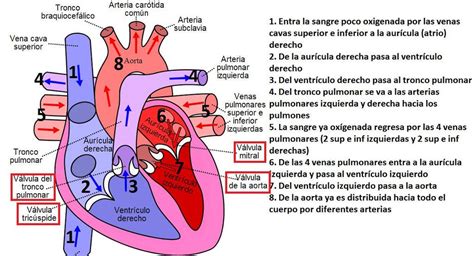 “tuitsmedicos Circulación Sanguínea En El Corazón Anatomía