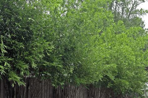 10 Bamboo Species For Full Sun Bamboo Plants Hq