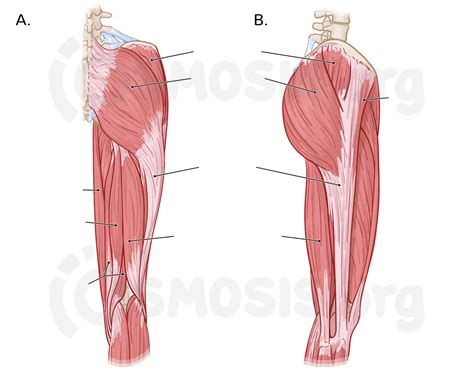 Muscles Of The Gluteal Region And Posterior Thigh Osmosis
