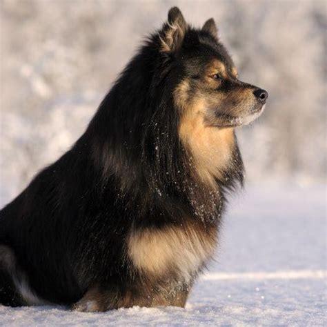 Are Finnish Lapphunds Easy To Train