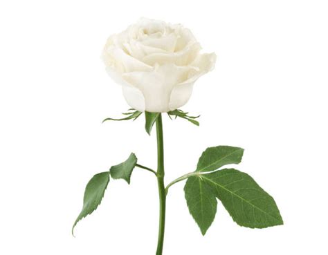 Long Stemmed White Roses Stock Photos Pictures And Royalty Free Images