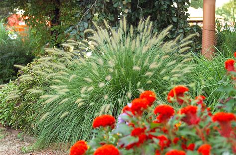 21 Of The Best Ornamental Grasses To Add Unbeatable Texture To Your