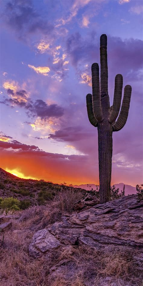 Cactus Sunset Background Carrotapp