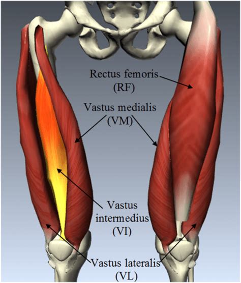 Tendon tissue is also known as sinew. Quad Muscle Diagram