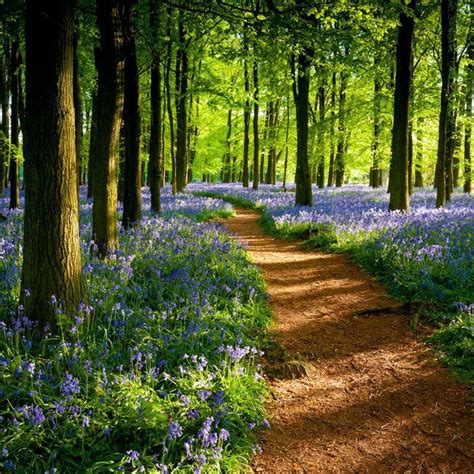 Beautiful Path Through The Woods Beautiful World Beautiful Places