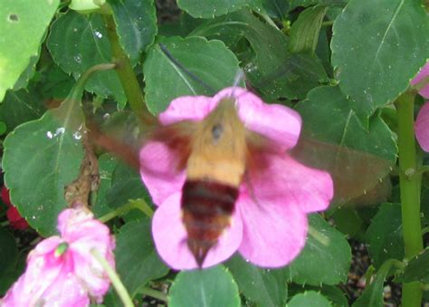 The flowers are packed with nectar, which attracts hummingbirds. Hummingbird Clearwing Moth - What's That Bug?