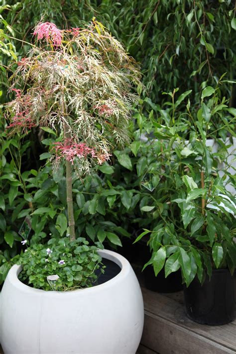 Here Is The List Of Best Small Trees For Pots Thetreeshop
