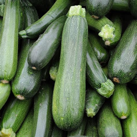 Place this in a large, shallow dish of water. How To Grow Zucchini (From Seed To Harvest) - Homestead Acres