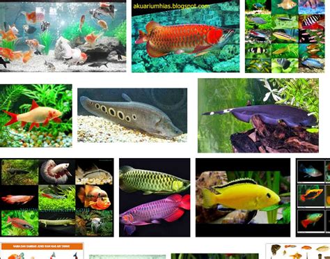 Jenis Ikan Hias Air Tawar Aquarium Terlengkap Dari A Z Cara Ternak Ikan