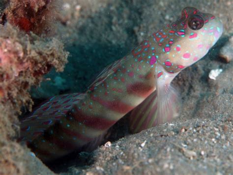 Pink Spotted Goby Frogfishjp