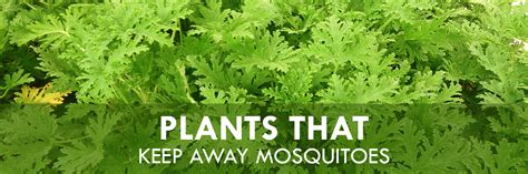 Sometimes the easiest thing to do is plant flowers that will keep mosquitoes away. Plants That Keep Away Mosquitoes