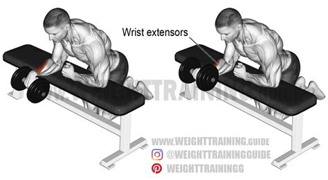Dumbbell One Arm Reverse Wrist Curl Instructions And Video Forearm