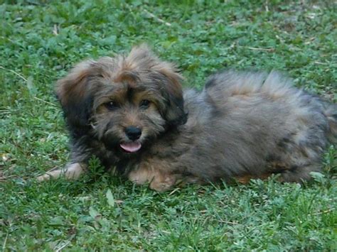 4 Months Dachshundshih Tzu Male For Sale In Parkersburg West