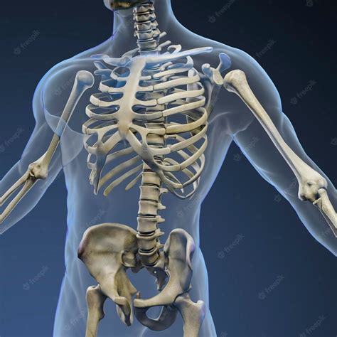 Premium Photo 3d Render Of Human Body And Skeleton Xray