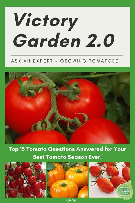 Ask The Experts Growing Tomatoes In Your Victory Garden 20 Growing