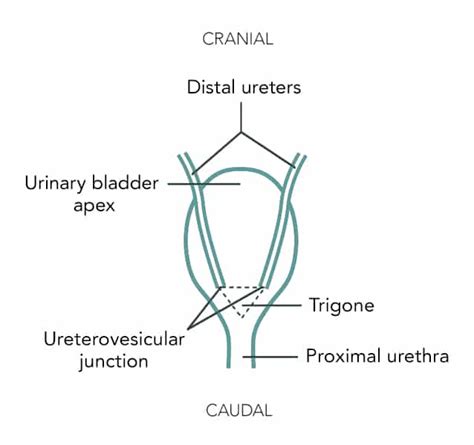 Urinary Bladder Anatomy Dog
