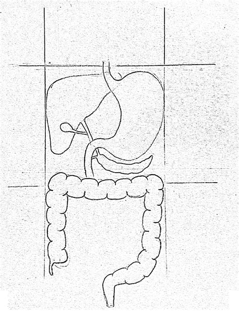 Draw It Neat How To Draw Human Digestive System