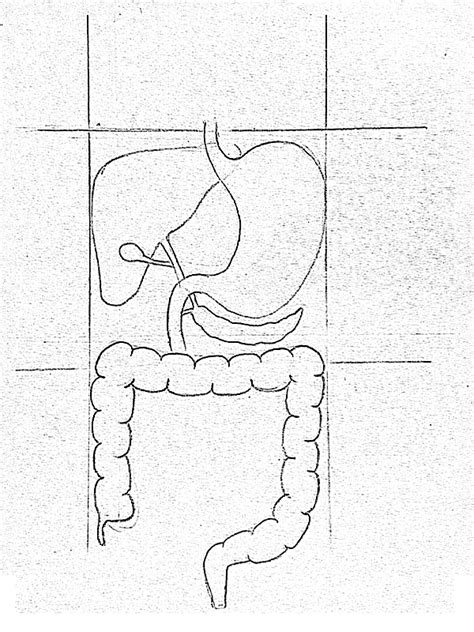 May 10, 2017 · a liver cleansing diet takes it a step further by helping eliminate the stored toxins, therefore, allowing your liver to reboot and rejuvenate to keep your liver healthy. DRAW IT NEAT : How to draw human digestive system