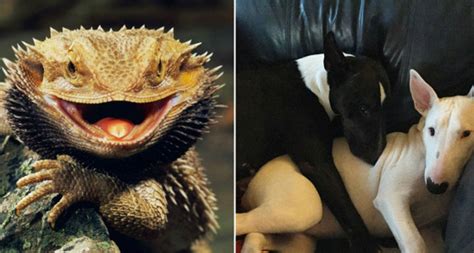 Here Are 15 Exotic Animals Trying To Take The Best Pet