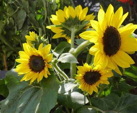 Sunflower With Multiple Heads Unlock The Mystery Of Sunflowers