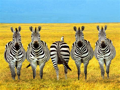 The Baby Zebra Free National Geographic Pix