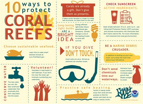 The Importance Of Coral Reefs And Ways We Can Protect Them