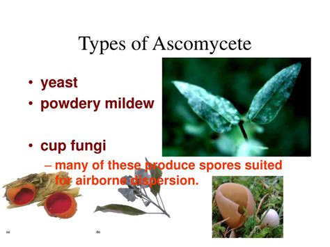 Ppt Ascomycetes Phylum Ascomycota Powerpoint Presentation Free