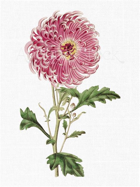 Flower Clipart Pink Indian Chrysanthemum Vintage Etsy Hong Kong