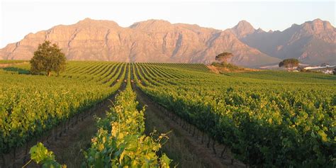 Our 5 Favourite Wine Farms in South Africa - Rozendal Vinegar & Guest Farm